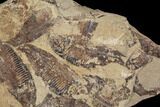 Fossil Fish (Gosiutichthys) Mortality Plate - Lake Gosiute #87805-2